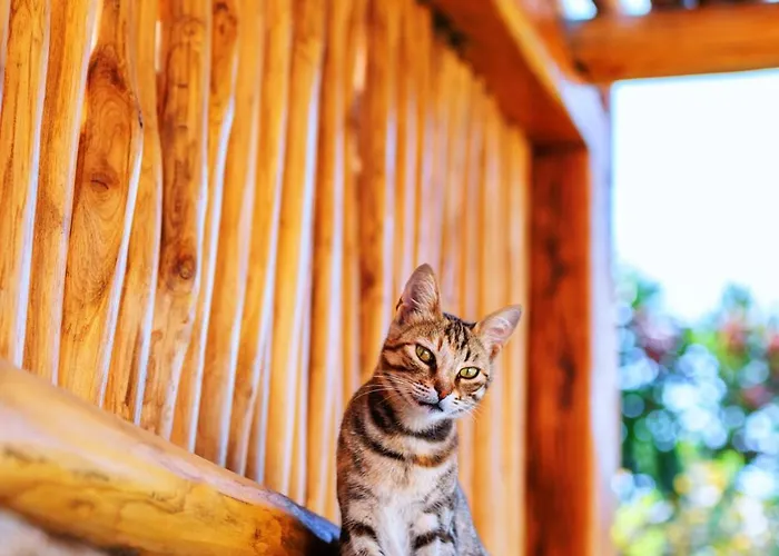 Mileo 5* 칼로 리바디